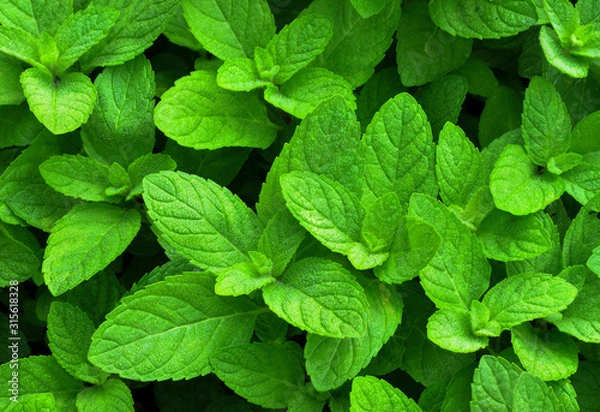 Fototapeta leaves pepper mint and background