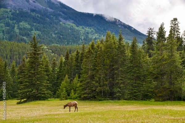 Fototapeta A brown elk eating grass on a field of wild white flowers in a national park surrounded by tall green pine trees and a rocky mountain in the background on a cloudy day.