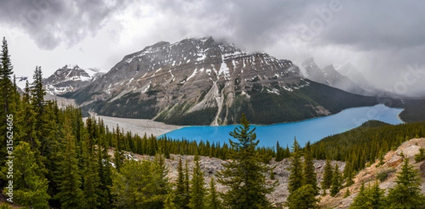 Fototapeta Panoramic view of bright blue Peyto Lake and the mountain range surrounded by pine forests during a cloud day.