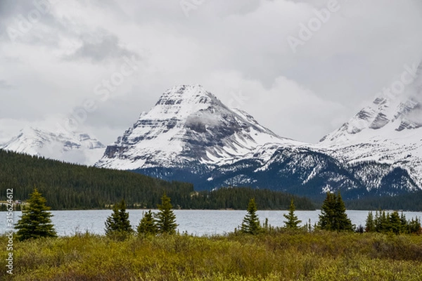 Fototapeta Damp yellow grass and pine trees in the foreground of Bow Lake surrounded by snow covered rocky mountains on a cloudy day.
