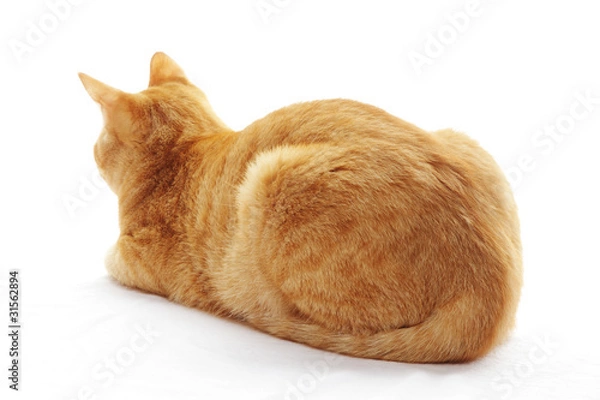 Obraz ネコの後ろ姿