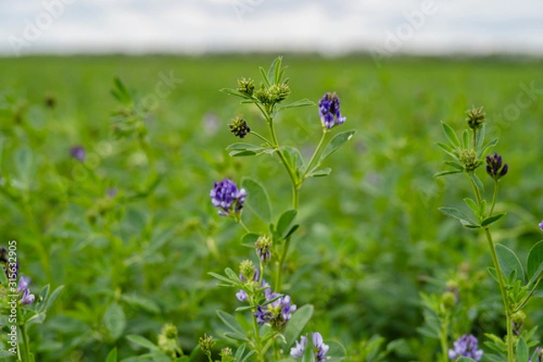 Obraz Field of green alfalfa ready for mowing