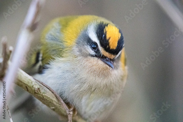 Obraz Firecrest, Sommergoldhähnchen, regulus ignicapilla