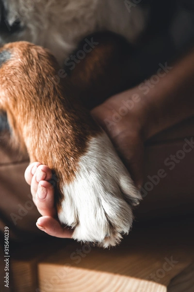 Fototapeta Dog paws and human hand close up. Conceptual image of friendship a dog.