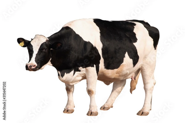 Fototapeta Black and white cow image  isolated on the white background.