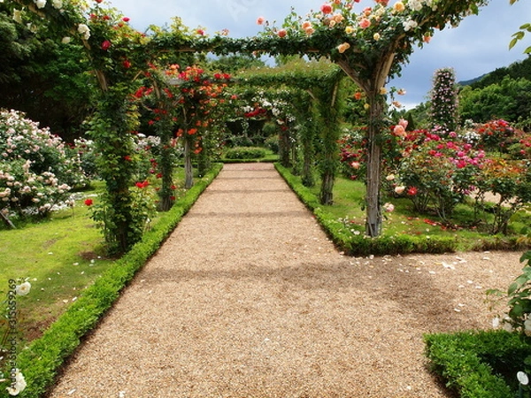 Fototapeta 薔薇に囲まれた小径