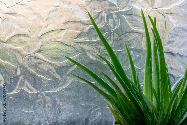 Obraz Aloe Vera house plant leaves set against a frosted, leaves embossed bathroom window.