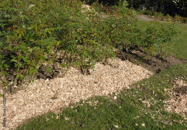 Obraz paillage de bois