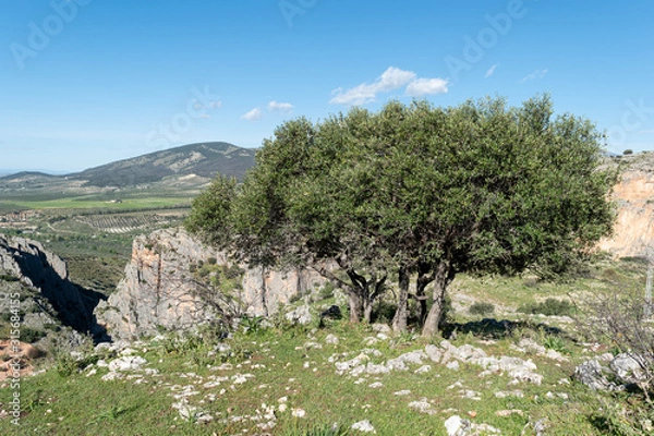 Obraz Tree mountain background
