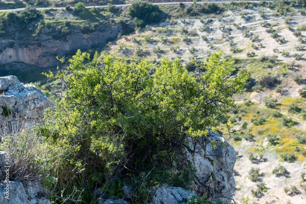 Obraz Tree on Olive field background