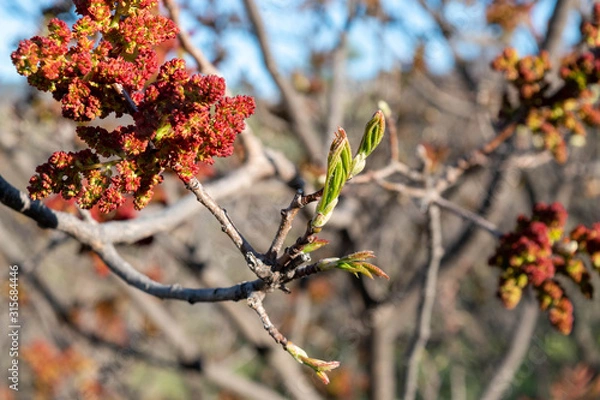 Obraz Branch with red buds