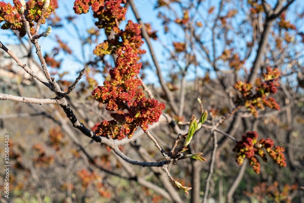 Obraz Branch with red buds