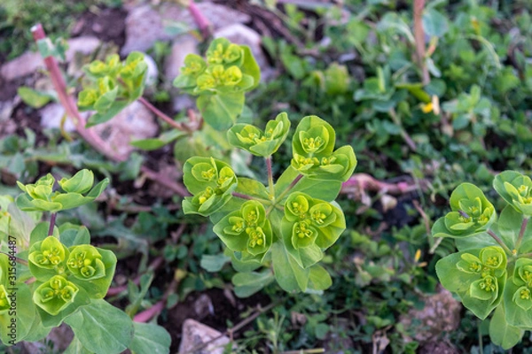 Obraz Green Flower Plant