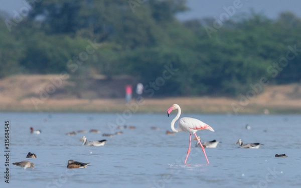 Obraz Greater flamingo strolling with ducks and waders