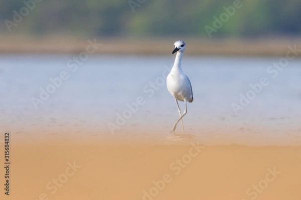 Obraz Crab plover
