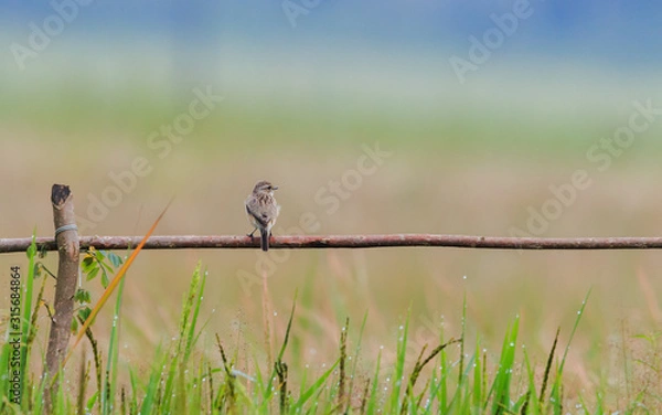 Obraz Bird on the fence