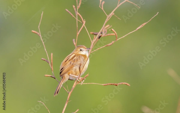 Obraz Zitting cisticola