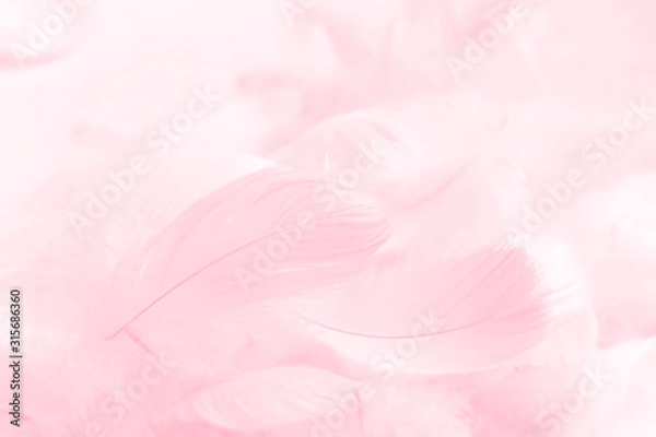 Obraz Soft pink feathers smooth white background