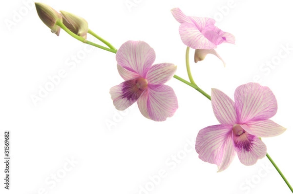 Obraz Pink orchid isolated on white background