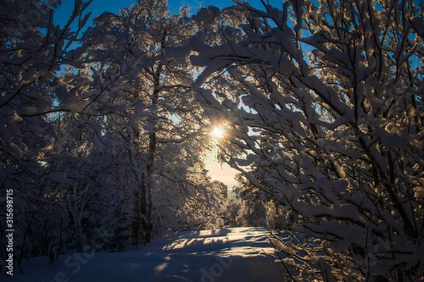 Fototapeta Arch of trees in the winter forest at sunset. 