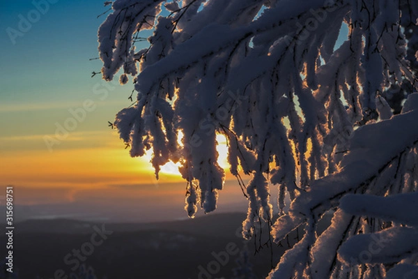 Fototapeta Sunset in the winter forest, the light through the branches of a tree.