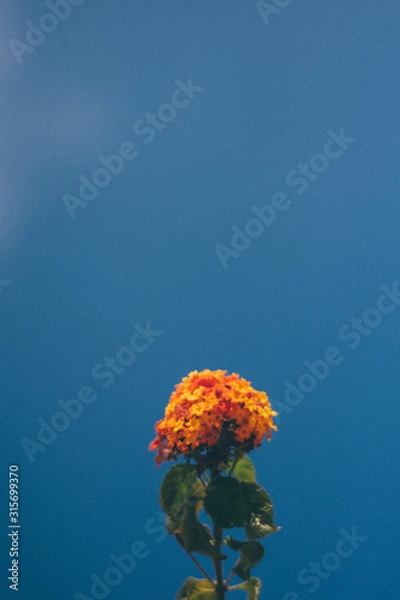 Obraz Lantana on blue background