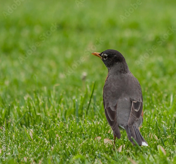 Obraz Robin in grass