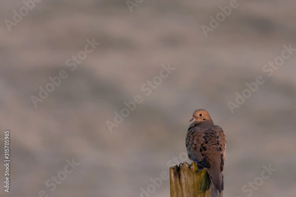 Fototapeta Mourning Dove