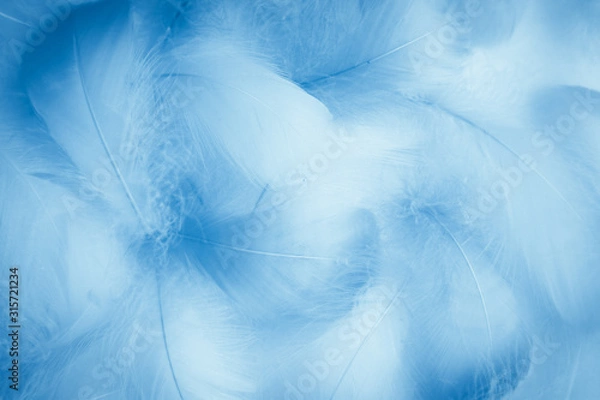 Fototapeta Beautiful abstract colorful purple and blue feathers on white background and soft white feather texture on white pattern and blue background