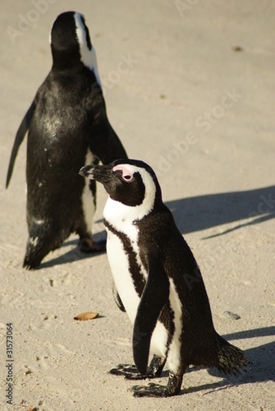 Obraz PINGUINO AFRICANO