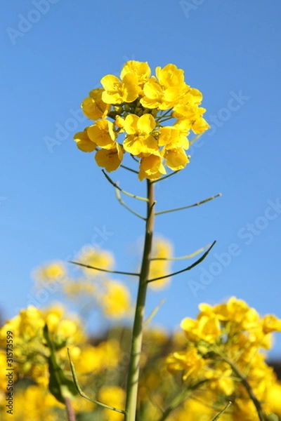 Fototapeta 菜の花畑