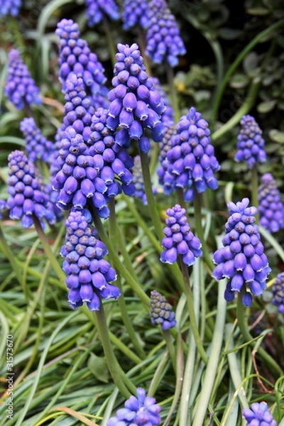 Fototapeta ムスカリ