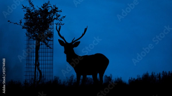 Obraz Ciervo a contraluz