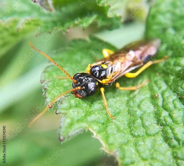 Obraz Dark leaf-rolling sawfly, Pamphilius sylvaticus