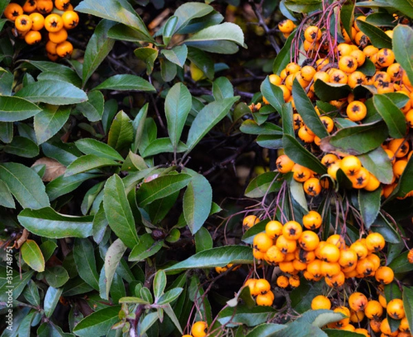 Fototapeta branch of seabuckthorn