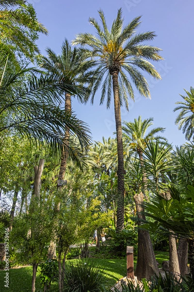 Fototapeta Parque Municipal (XVII century) form a part of Elche Palmeral - a palm trees plantation in Spanish province of Alicante. It is largest palm grove in Europe and one of largest in world. Elche, Spain.