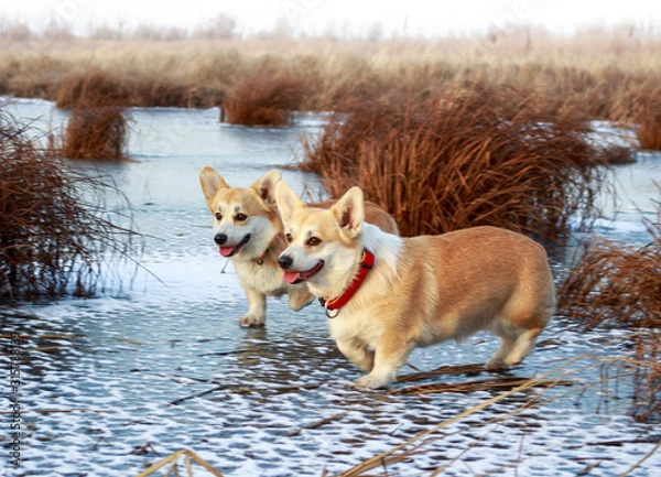 Fototapeta Two red corgi pembroke on the ice of a frozen lake in the middle of a field with dry grass