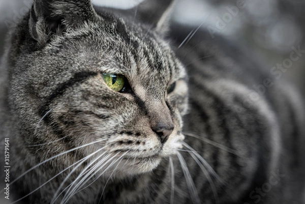 Obraz 猫　キレイな瞳