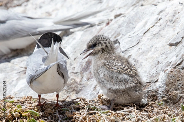 Fototapeta White-fronted Tern