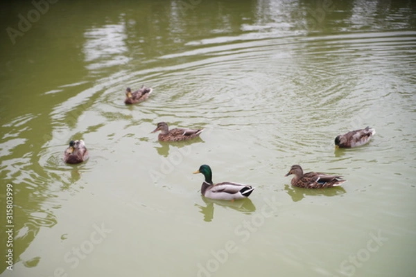 Obraz ducks in pond