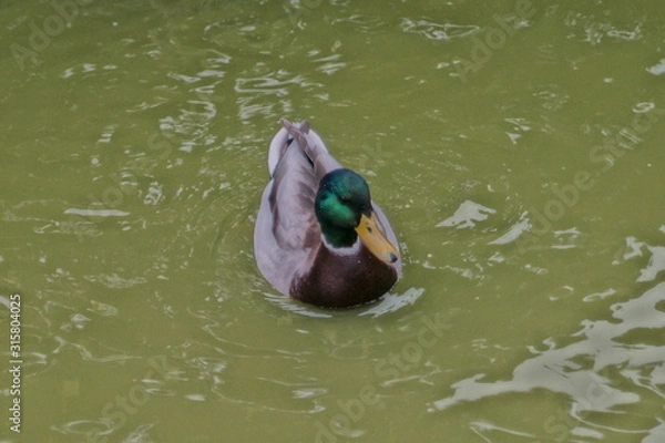 Obraz duck in water