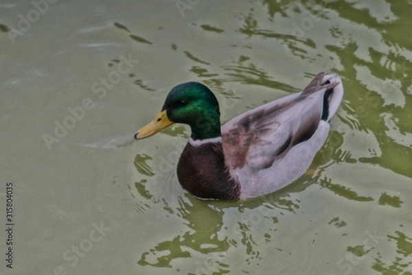 Obraz duck in water