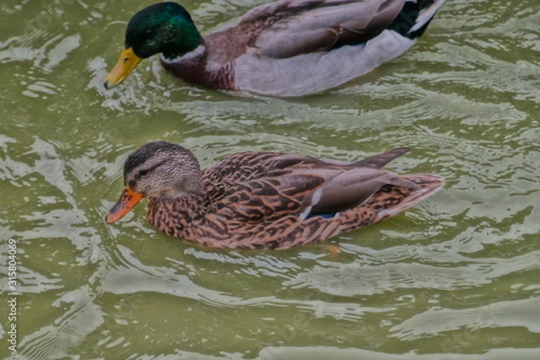 Obraz duck in water