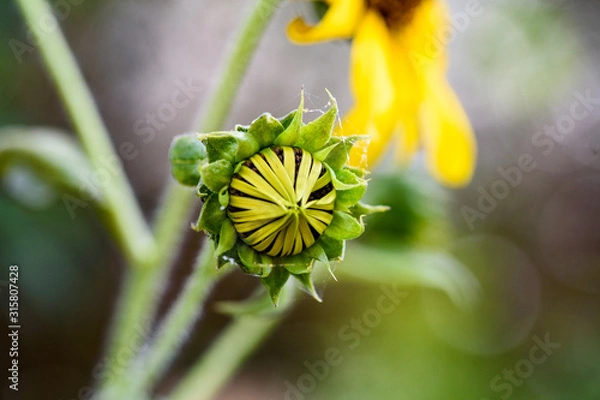 Fototapeta SunflowerMacro2019-1