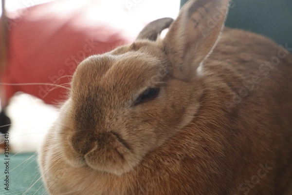 Fototapeta 眠るうさぎ