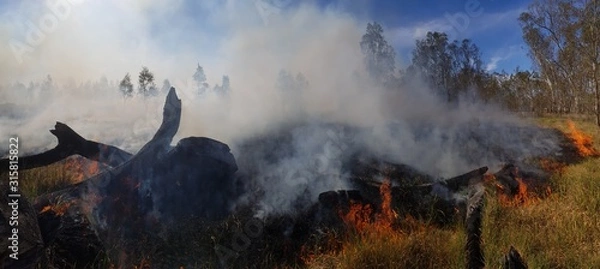 Obraz fire in forest