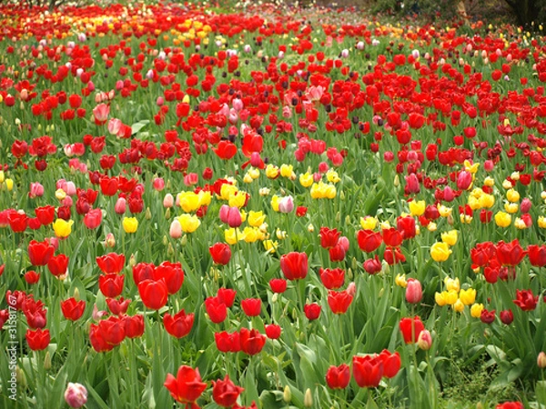 Obraz Riesiges Tulpenmeer