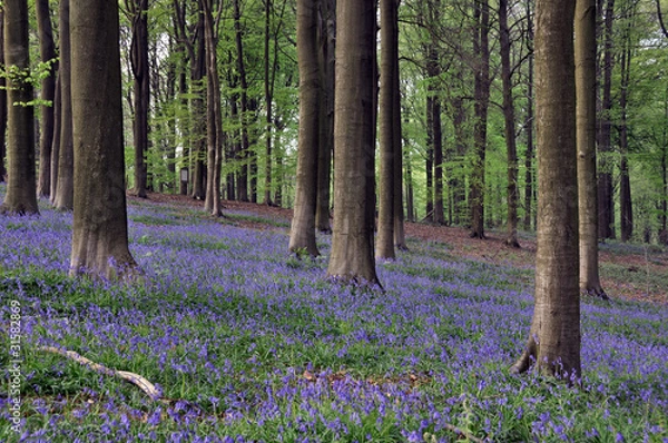 Obraz Forest with blue hyacinths