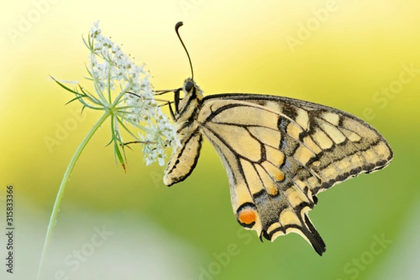 Obraz Schwalbenschwanz Papilio machaon