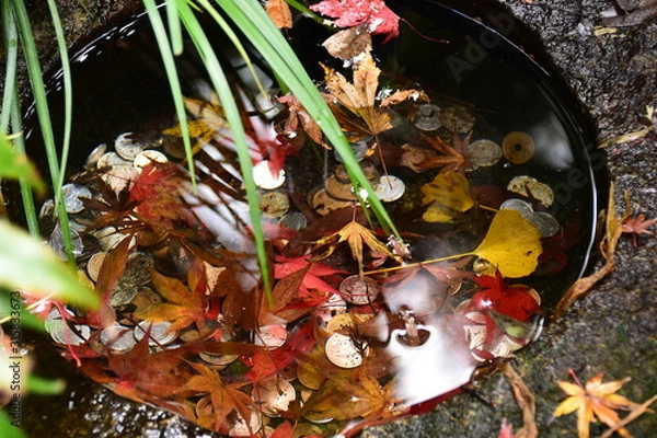 Obraz 秋の水瓶